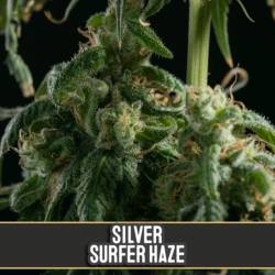 Silver Surfer Haze