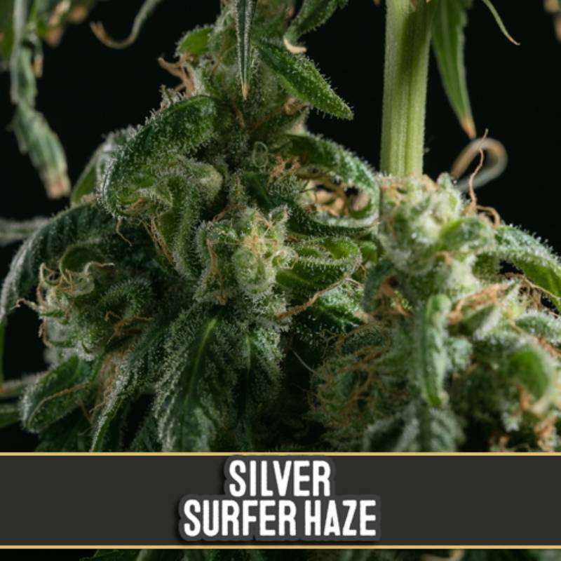 Silver Surfer Haze de Blimburn Seeds