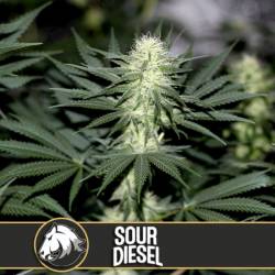 Sour Diesel Feminizada