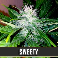 Sweety Auto de Blimburn Seeds