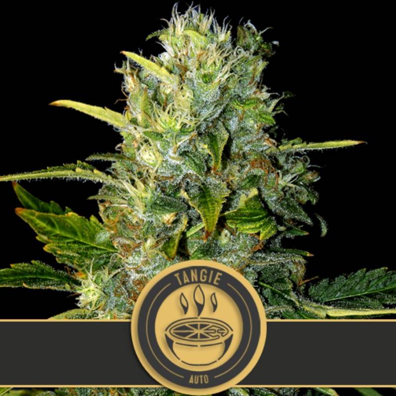 Tangie Autofloreciente de Blimburn Seeds