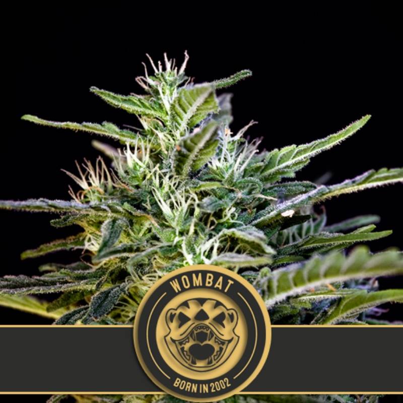 Wombat Feminizada de Blimburn Seeds