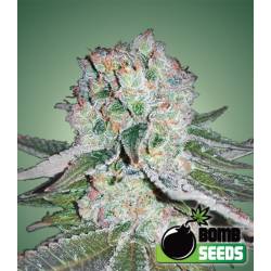 Banana Bomb Feminizada de Bomb Seeds