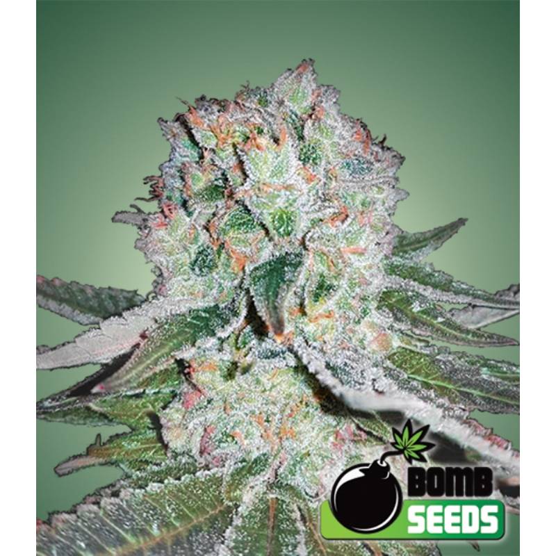 Banana Bomb Feminizada de Bomb Seeds