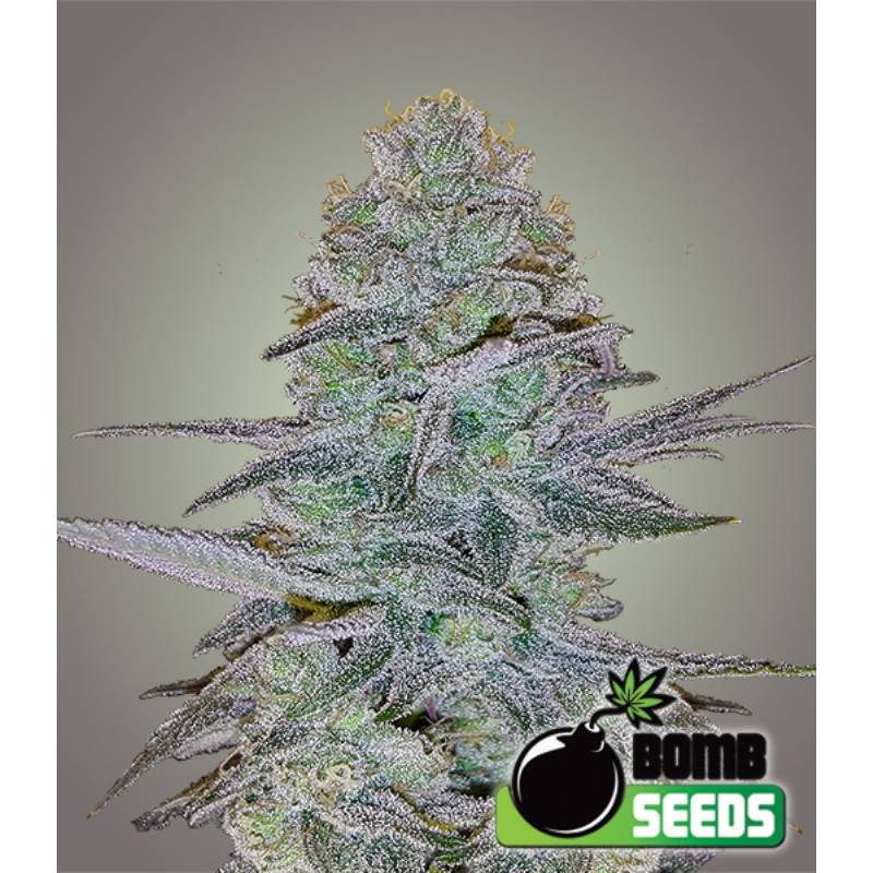 Cosmic Bomb Autofloreciente de Bomb Seeds