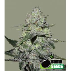 Gorilla Bomb Feminizada de Bomb Seeds