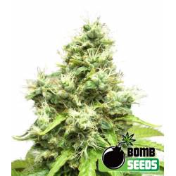 Medi Bomb 1 de Bomb Seeds