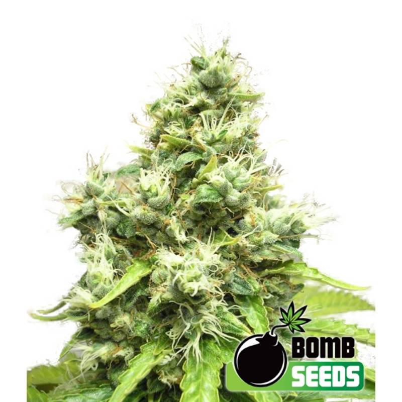 Medi Bomb 1 de Bomb Seeds