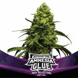 Amnesia Glue Feminizada