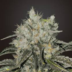 Double Cookies Feminizada de BSF Seeds