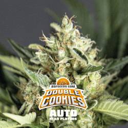 Double Cookies Autofloreciente de BSF Seeds