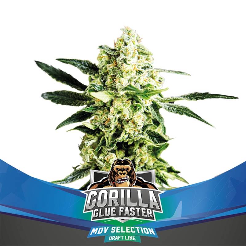 Gorilla Glue Faster Feminizada de BSF Seeds