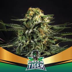 Green Tiger Fast Version Feminizada de BSF Seeds