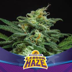 Lebron Haze Autofloreciente de BSF Seeds