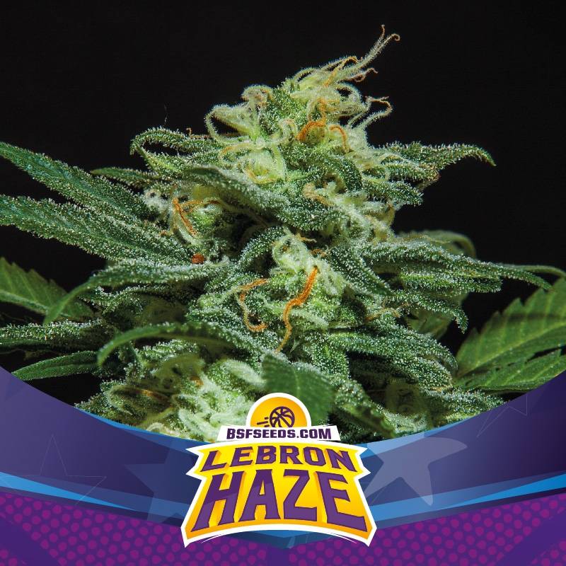 Lebron Haze Autofloreciente de BSF Seeds