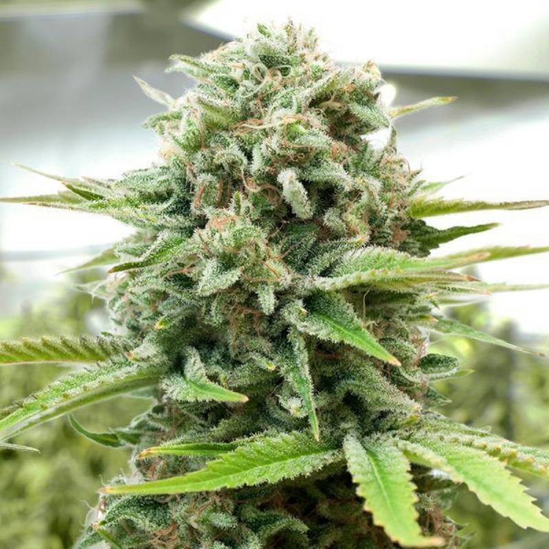 Moby -D Feminizada de BSF Seeds