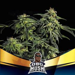 Obg Kush Fast Version