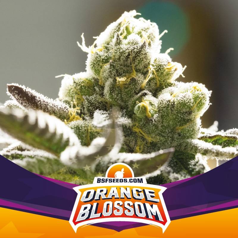 Orange Blossom de BSF Seeds