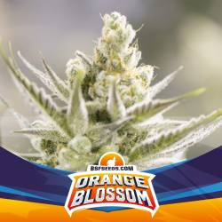 Orange Blossom Xxl Auto de BSF Seeds