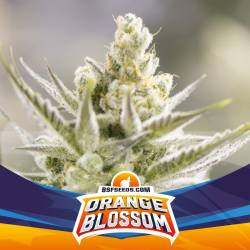 Orange Blossom Xxl Auto