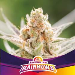 Rainbows de BSF Seeds