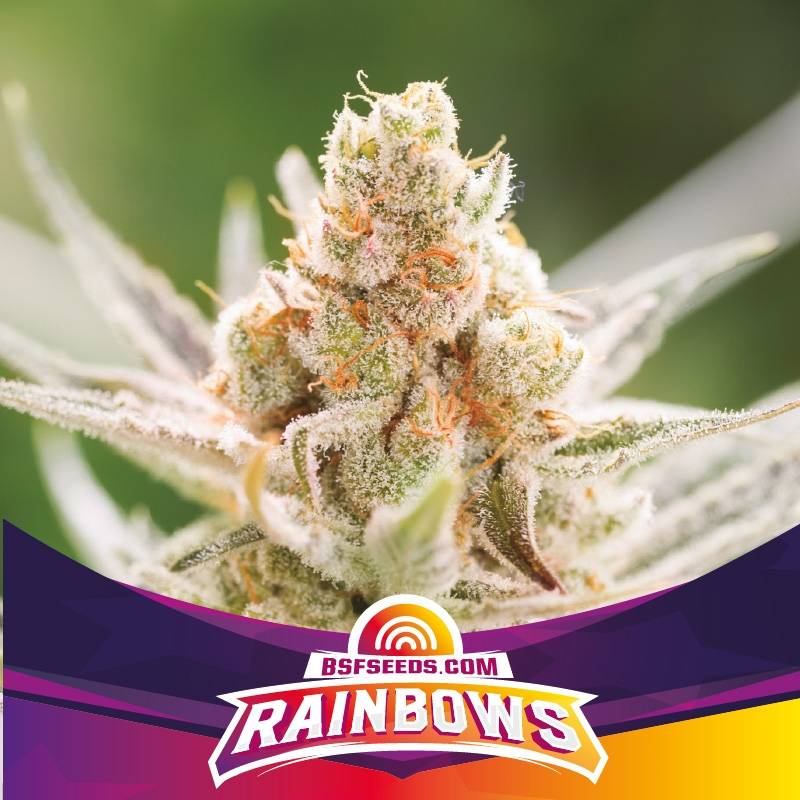 Rainbows de BSF Seeds