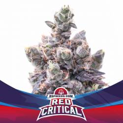 Red Critical Auto de BSF Seeds