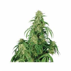 Auto Calamity Jane (Blister) de Buddha Seeds