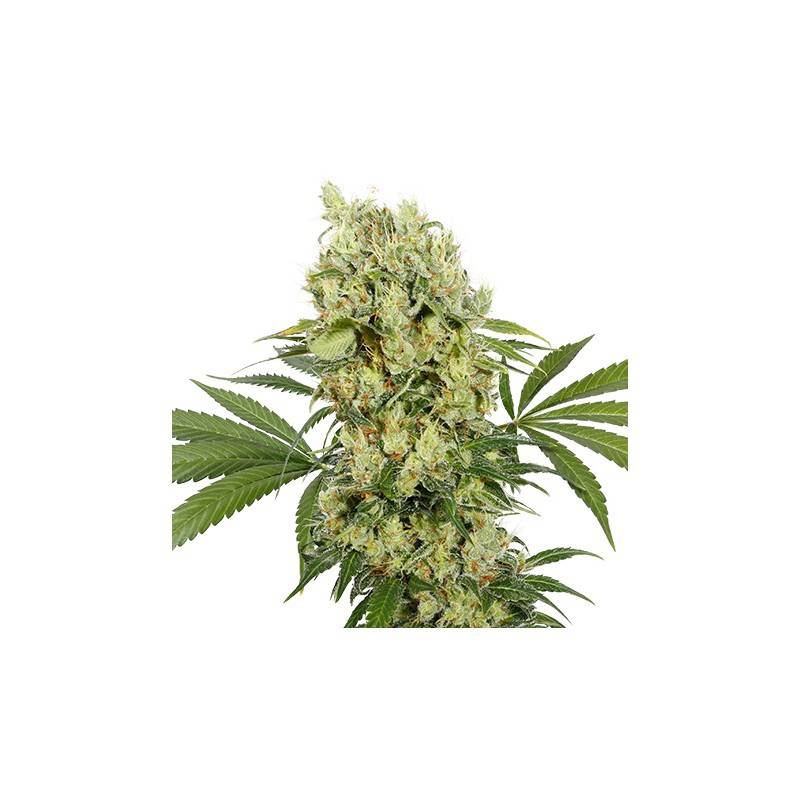 Auto Medikit Cbd (Blister) de Buddha Seeds