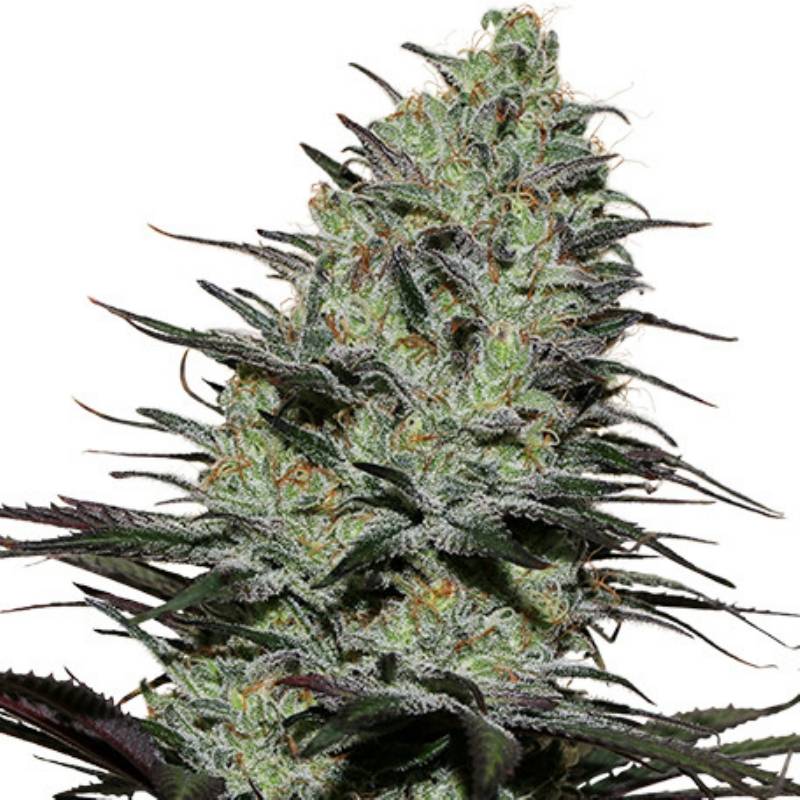 Morpheus (Blister) de Buddha Seeds