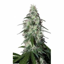 Pulsar (Blister) de Buddha Seeds