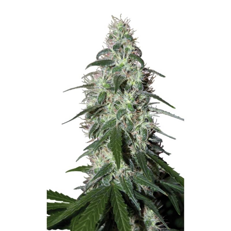 Pulsar (Blister) de Buddha Seeds