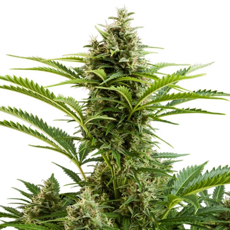 Vesta Auto (Blister) de Buddha Seeds