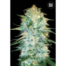 Auto Amnesia Platinum de Bulk Seeds Bank