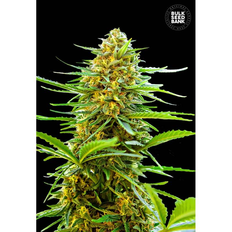 Banana Monkey Autofloreciente de Bulk Seeds Bank