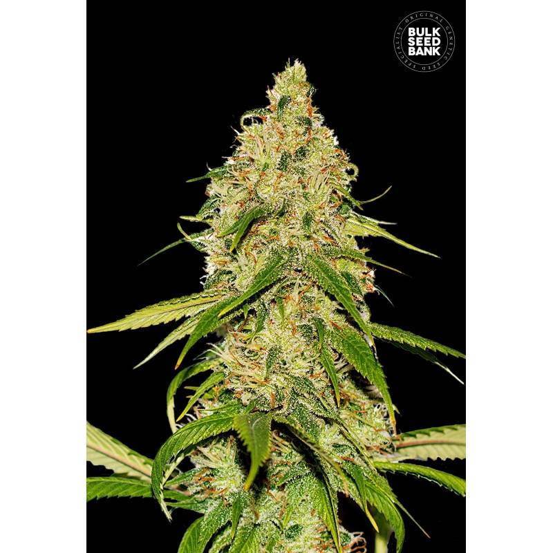 Cbd White Widow Autofloreciente de Bulk Seeds Bank