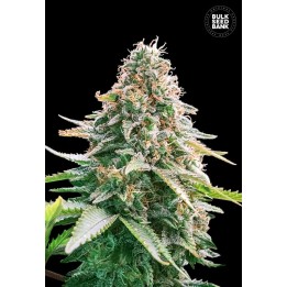 Gelato Samba Autofloreciente de Bulk Seeds Bank