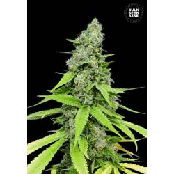 Grande Crack Autofloreciente de Bulk Seeds Bank