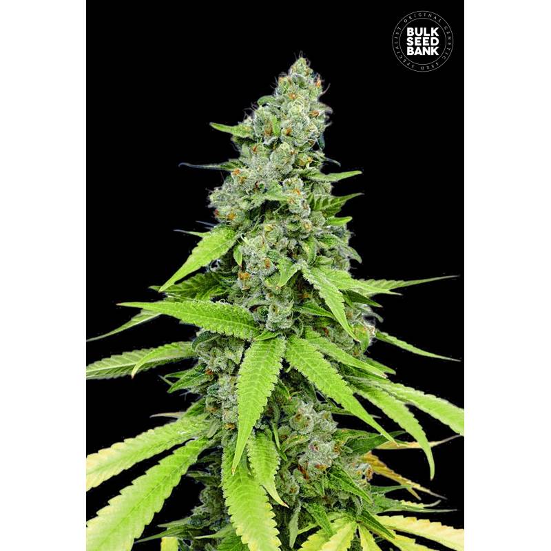 Grande Crack Autofloreciente de Bulk Seeds Bank