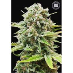 Guerrilla Glue Autofloreciente de Bulk Seeds Bank