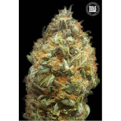 Original Orange Bud Autofloreciente de Bulk Seeds Bank