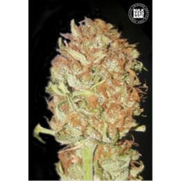 Auto Psychedelic de Bulk Seeds Bank