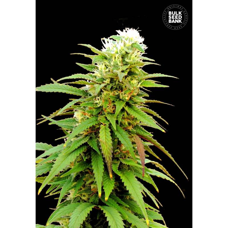 Zkittly Zi Zi Autofloreciente de Bulk Seeds Bank