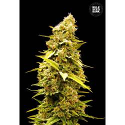 Banana Monkey Feminizada de Bulk Seeds Bank