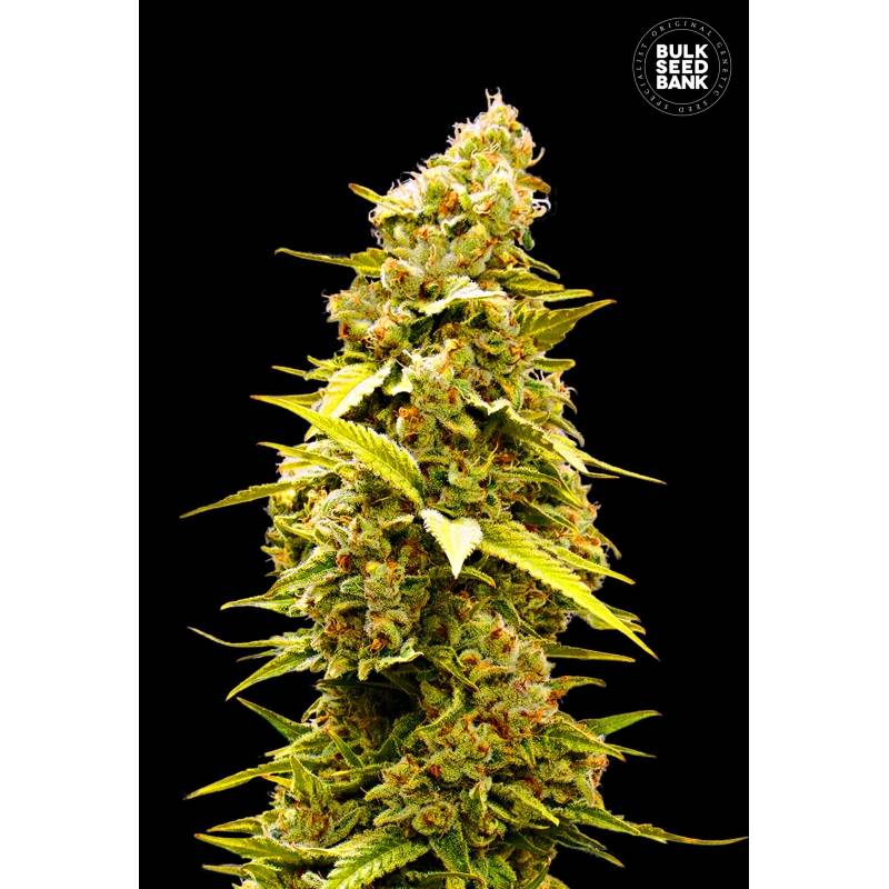 Banana Monkey Feminizada de Bulk Seeds Bank