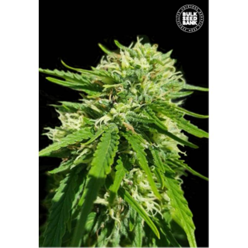 Cbd Good Wild Shark de Bulk Seeds Bank