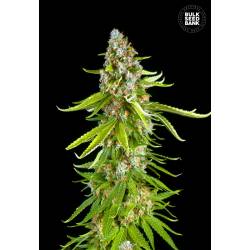 Grande Crack de Bulk Seeds Bank