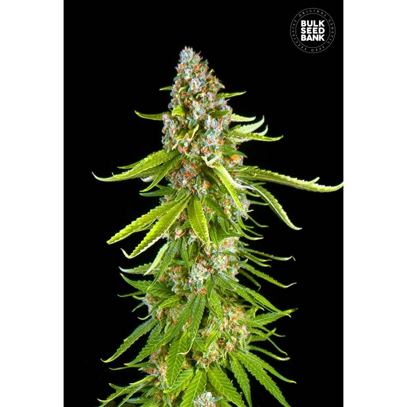 Grande Crack de Bulk Seeds Bank