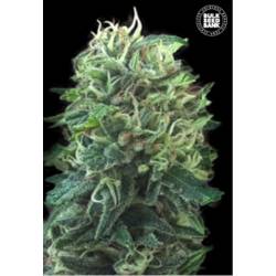 Green Scout Cookies de Bulk Seeds Bank