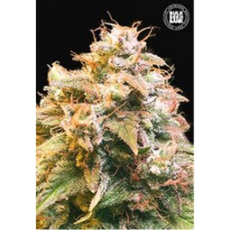 Guerilla Glue Feminizada de Bulk Seeds Bank